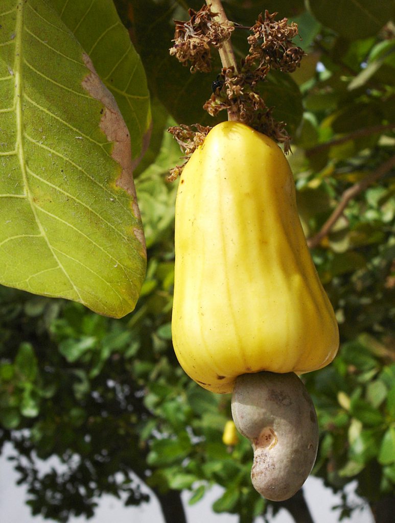 Production de noix de cajou au Sénégal : photo du fruit.