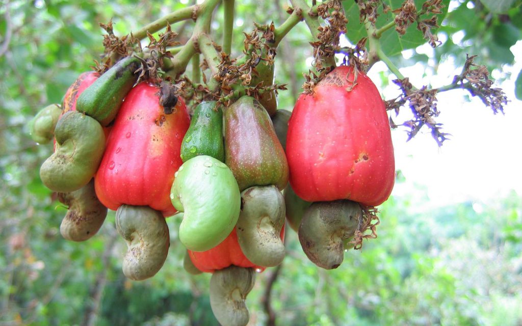 Production de noix de cajou au Sénégal : photo du fruit.