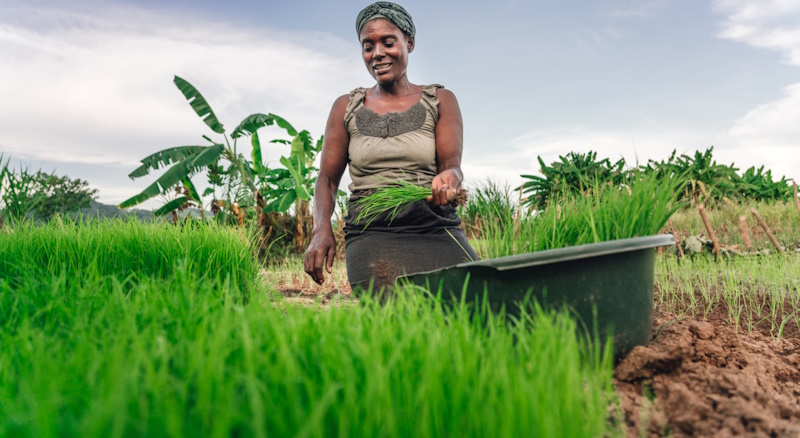 Agriculture au Sénégal et en Afrique : défis et opportunités.