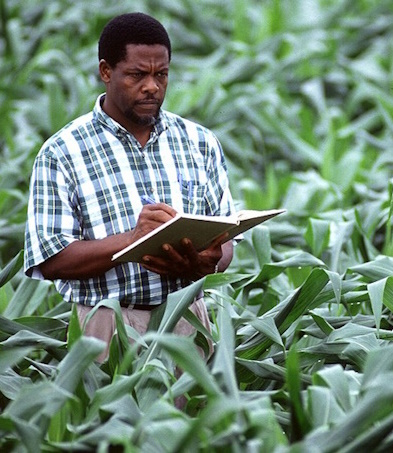 Analyse agricole : un ingénieur agronome dans les champs.