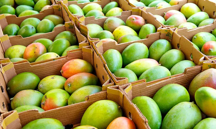 Des mangue conditionnées pour l'Exportation.