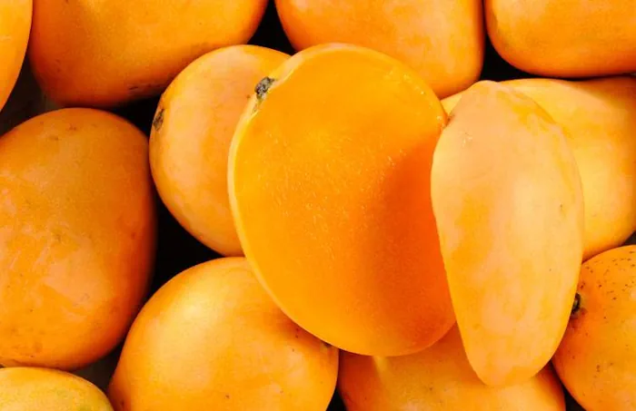 Production de mangues-au Sénégal.